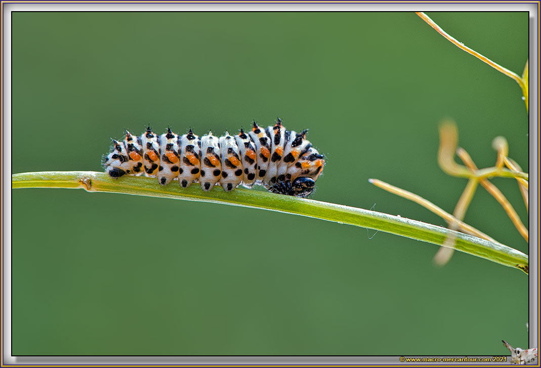 Chenille du Machaon